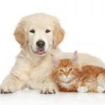 CIG and Dart enable evacuees to bring pets CIG and Dart enable evacuees to bring pets