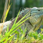 Green iguanas top suspects in blues’ death Green iguanas top suspects in blues’ death