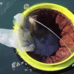 Caribbean’s first seabin arrives in Cayman waters Caribbean’s first seabin arrives in Cayman waters
