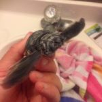 Interns find live double-headed turtle hatchlings Interns find live double-headed turtle hatchlings