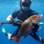 NCC battles conflict over spearfishing NCC battles conflict over spearfishing