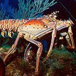 Lobster season comes to an end Lobster season comes to an end