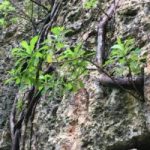 Rare Brac plant in need of a name Rare Brac plant in need of a name