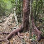 National Trust to step up conservation efforts National Trust to step up conservation efforts