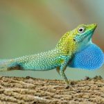 Cayman anole becomes cover pin-up for 2018 Cayman anole becomes cover pin-up for 2018