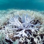 Coral bleaching ‘new normal’ say scientists Coral bleaching ‘new normal’ say scientists