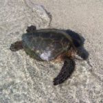 Centre releases 15 turtles at Barkers Centre releases 15 turtles at Barkers