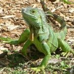 Green iguana solution may be dedicated unit Green iguana solution may be dedicated unit