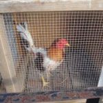Police arrest GT man over cock-fighting Police arrest GT man over cock-fighting