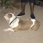 Family mourns bulldog shot by police Family mourns bulldog shot by police