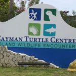 Turtle farm sacks employee over missing cash Turtle farm sacks employee over missing cash