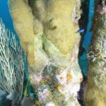 Disease strikes rare coral at 7MB dive site Disease strikes rare coral at 7MB dive site