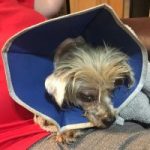 Volunteers shocked by abuse of tiny dog Volunteers shocked by abuse of tiny dog