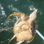 Minister ignores marine parks issues on World Oceans Day Minister ignores marine parks issues on World Oceans Day