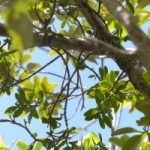 Mistletoe feared extinct found on Little Cayman Mistletoe feared extinct found on Little Cayman
