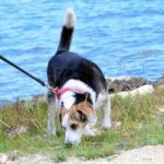 Retirement home needed for customs dog Retirement home needed for customs dog