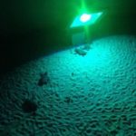 Turtle hotline saves disoriented loggerhead babies Turtle hotline saves disoriented loggerhead babies