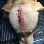 Activist group urges action to protect animals Activist group urges action to protect animals
