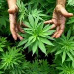 Legalise ganja, says regional commission Legalise ganja, says regional commission