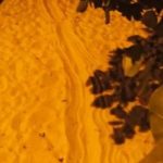 Poachers smash police car, escape with nesting turtle Poachers smash police car, escape with nesting turtle
