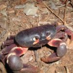 Land crabs threatened by traffic and development Land crabs threatened by traffic and development