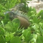One day left for iguana cullers to contact DoE One day left for iguana cullers to contact DoE