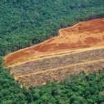 Cayman plays part in Amazon deforestation Cayman plays part in Amazon deforestation