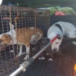 Six pit bull mix seized from West Bay owner Six pit bull mix seized from West Bay owner