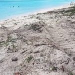 7MB turtle nests have narrow escape from bulldozer 7MB turtle nests have narrow escape from bulldozer