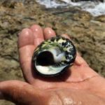 Couple arrested over ganja and whelks Couple arrested over ganja and whelks