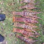Poachers undermine conservation efforts Poachers undermine conservation efforts