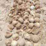 Turtle eggs destroyed after nest dug out Turtle eggs destroyed after nest dug out
