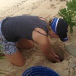 Over 500 baby turtles rescued from stormy seas Over 500 baby turtles rescued from stormy seas
