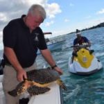 DoE rescues hawksbill turtle from fishing line DoE rescues hawksbill turtle from fishing line