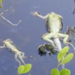 Headless iguanas dumped in Barkers canal Headless iguanas dumped in Barkers canal