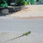Sister Islands on brink of green iguana invasion Sister Islands on brink of green iguana invasion