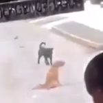 Dog left for dead by school bus Dog left for dead by school bus