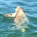 Hawksbill turtle caught in fish pot drowns Hawksbill turtle caught in fish pot drowns