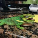 New threat emerging from another invasive reptile New threat emerging from another invasive reptile