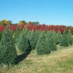 DoA moves to block Christmas tree pests DoA moves to block Christmas tree pests