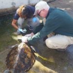 DoE cares for rescued sick green turtle DoE cares for rescued sick green turtle