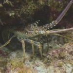 Grouper is off the menu but lobster back on Grouper is off the menu but lobster back on