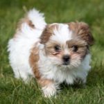Rescued Shih Tzus won’t be put down, says DoA Rescued Shih Tzus won’t be put down, says DoA