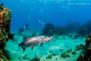 Courtney Platt, Cayman News Service